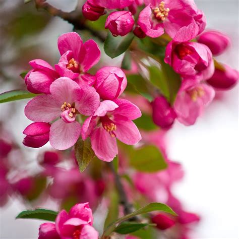 Rediscovering Forgotten Traditions: India's Magical Crabapple